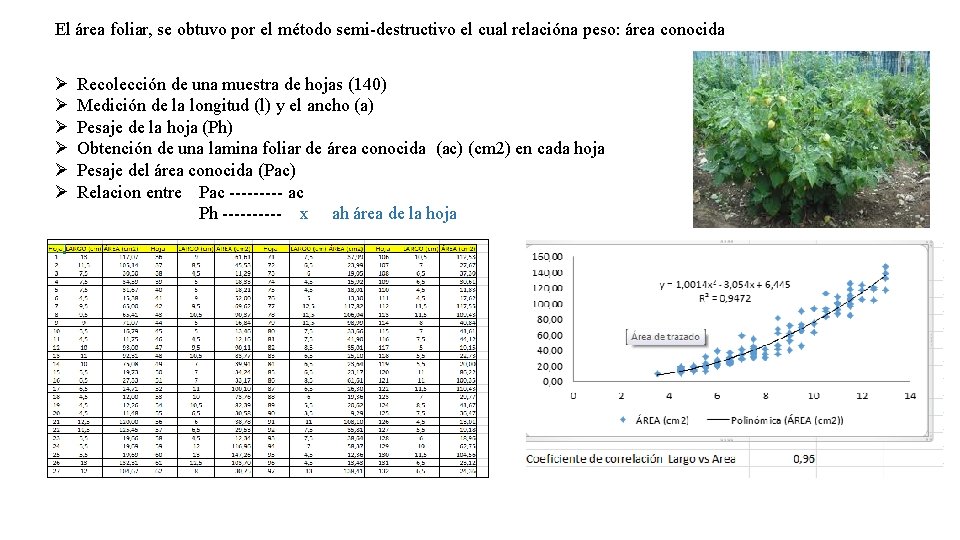 El área foliar, se obtuvo por el método semi-destructivo el cual relacióna peso: área