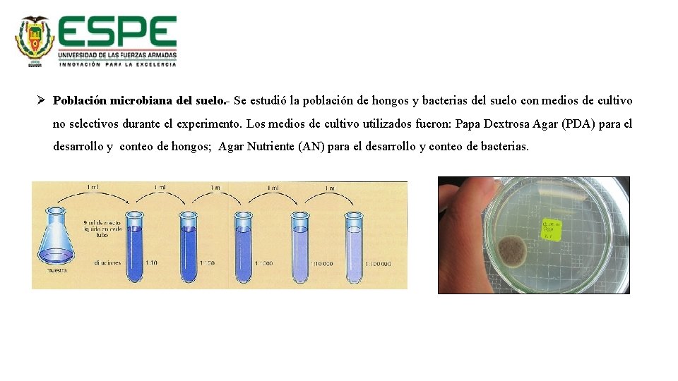 Ø Población microbiana del suelo. - Se estudió la población de hongos y bacterias