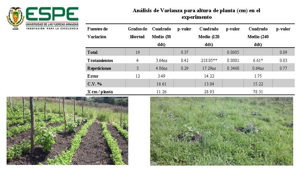 Análisis de Varianza para altura de planta (cm) en el experimento Fuentes de Variación