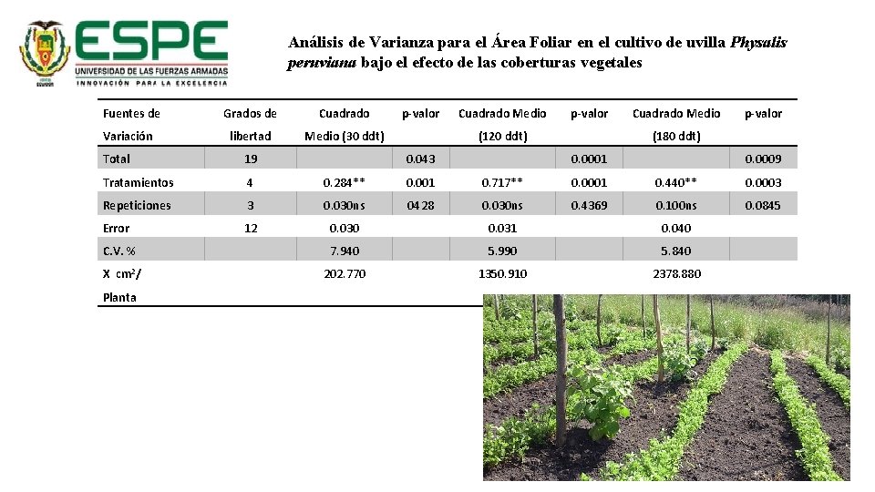 Análisis de Varianza para el Área Foliar en el cultivo de uvilla Physalis peruviana