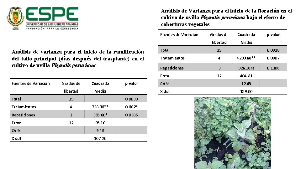 Análisis de Varianza para el inicio de la floración en el cultivo de uvilla