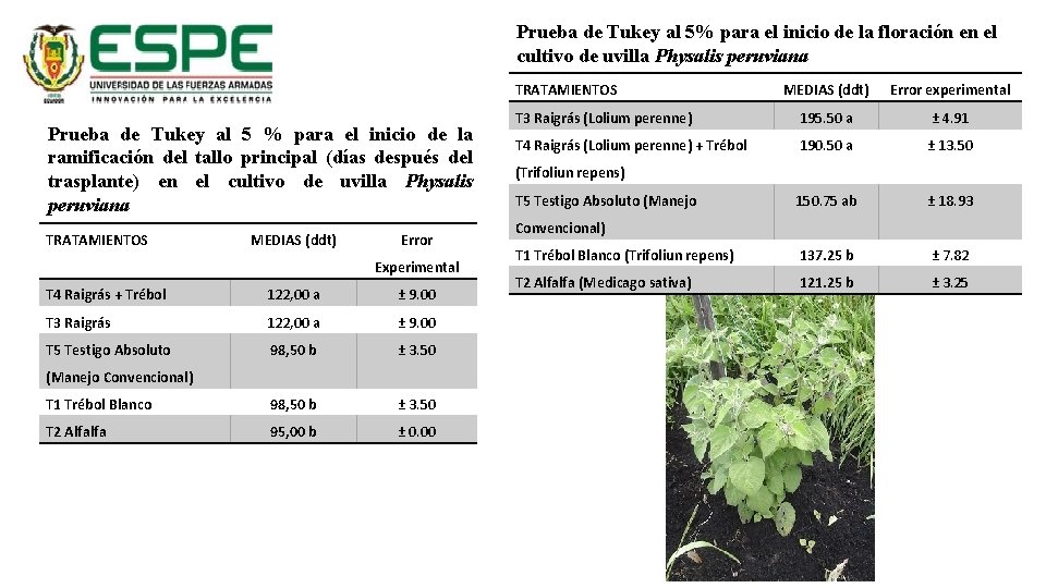 Prueba de Tukey al 5% para el inicio de la floración en el cultivo