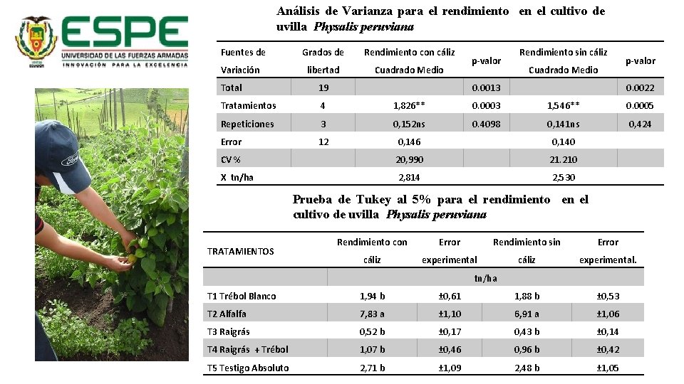 Análisis de Varianza para el rendimiento en el cultivo de uvilla Physalis peruviana Fuentes