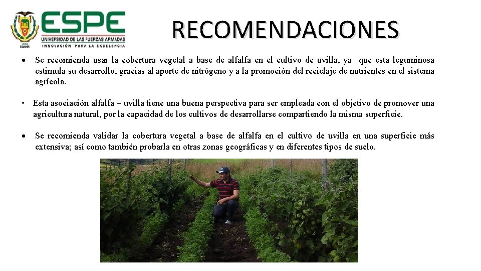 RECOMENDACIONES Se recomienda usar la cobertura vegetal a base de alfalfa en el cultivo