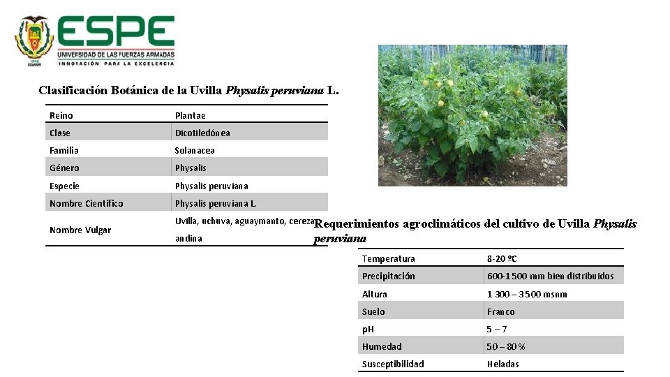 Clasificación Botánica de la Uvilla Physalis peruviana L. Reino Plantae Clase Dicotiledónea Familia Solanacea