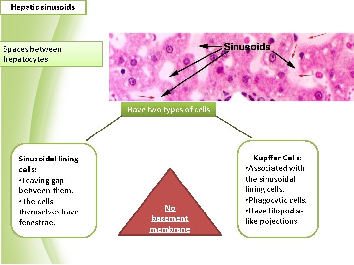 Hepatic sinusoids Spaces between hepatocytes Have two types of cells Sinusoidal lining cells: •