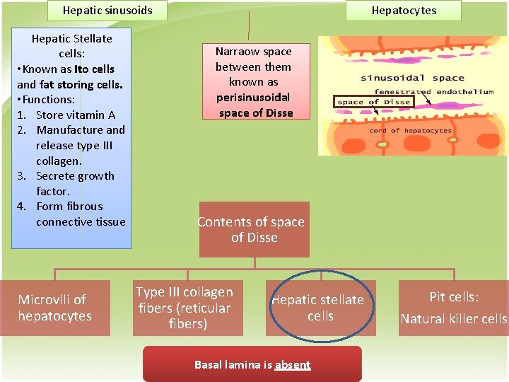 Hepatic sinusoids Hepatic Stellate cells: • Known as Ito cells and fat storing cells.