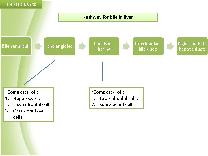 Hepatic Ducts Pathway for bile in liver Bile canuliculi cholangioles • Composed of :