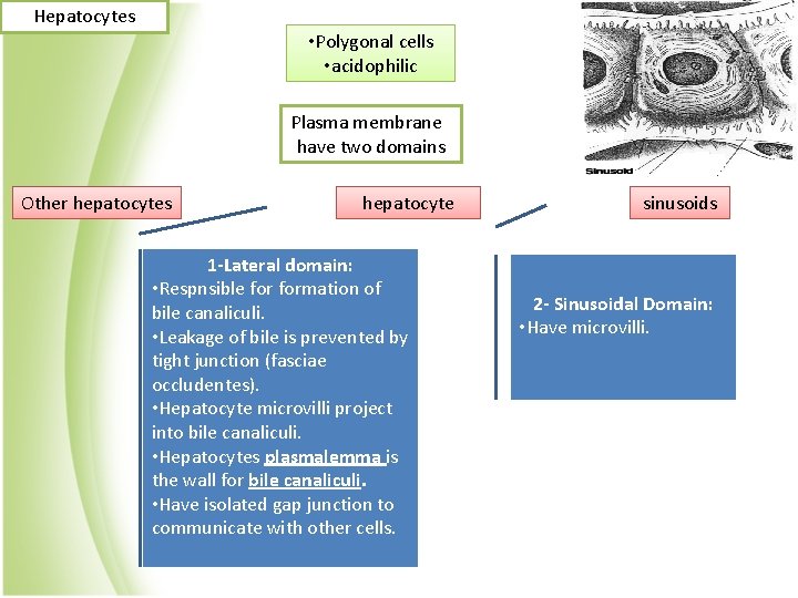 Hepatocytes • Polygonal cells • acidophilic Plasma membrane have two domains Other hepatocytes hepatocyte