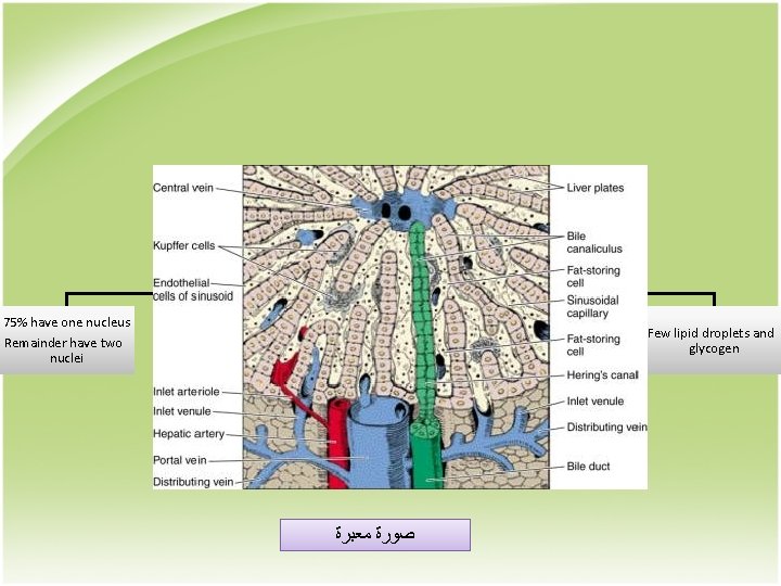 Hepatocytes organelles and inclusions 75% have one nucleus Remainder have two nuclei Free ribosomes,