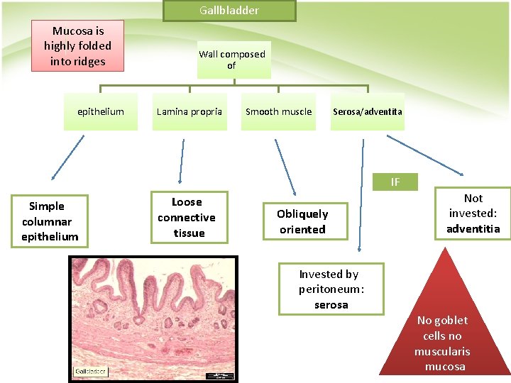 Gallbladder Mucosa is highly folded into ridges epithelium Wall composed of Lamina propria Smooth