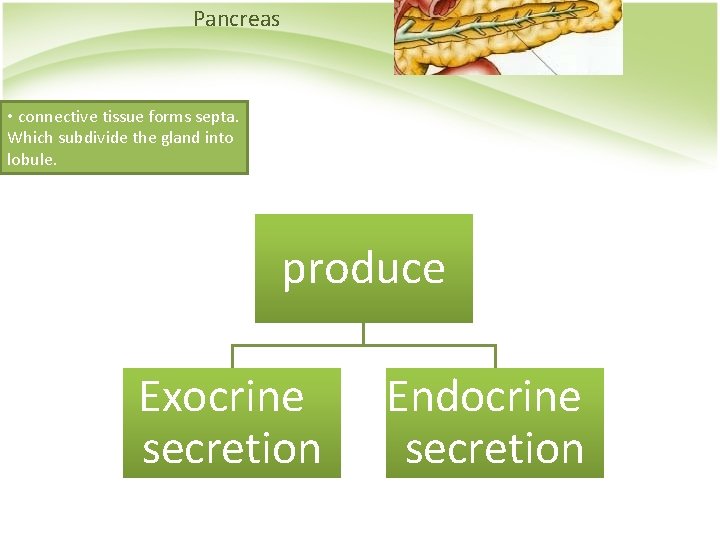 Pancreas • connective tissue forms septa. Which subdivide the gland into lobule. produce Exocrine