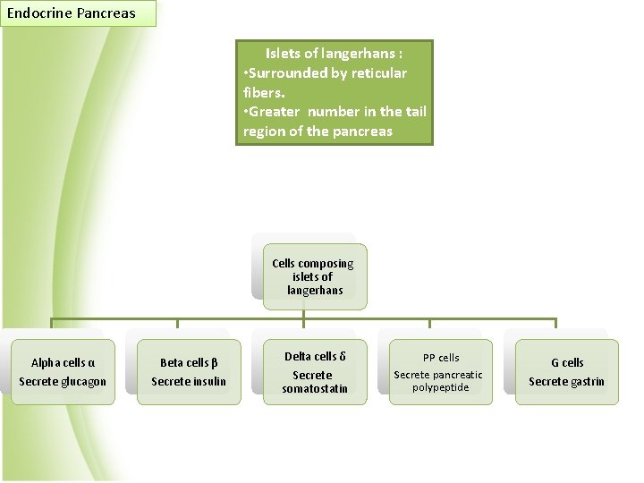 Endocrine Pancreas Islets of langerhans : • Surrounded by reticular fibers. • Greater number