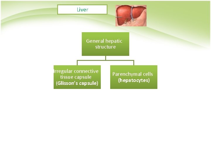 Liver General hepatic structure Irregular connective tissue capsule (Glisson’s capsule) Parenchymal cells (hepatocytes) 