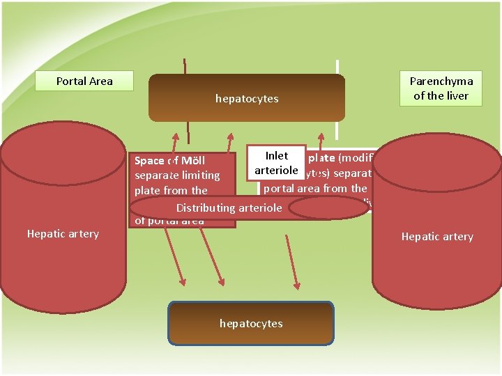 Portal Area hepatocytes Hepatic artery Parenchyma of the liver Inlet Limiting plate (modified Space