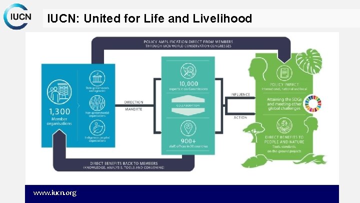IUCN: United for Life and Livelihood www. iucn. org 