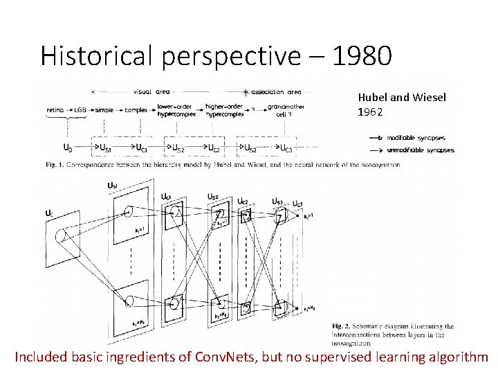 Historical perspective – 1980 Hubel and Wiesel 1962 Included basic ingredients of Conv. Nets,