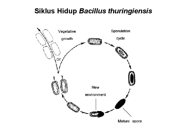 Siklus Hidup Bacillus thuringiensis 