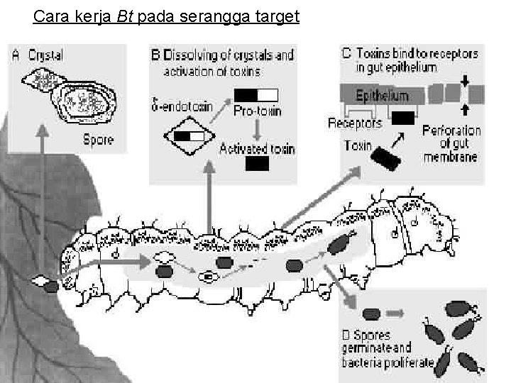 Cara kerja Bt pada serangga target 