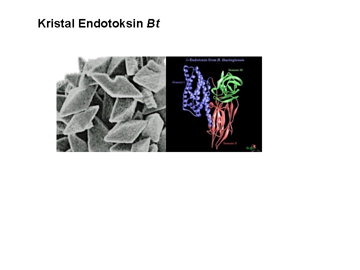 Kristal Endotoksin Bt 