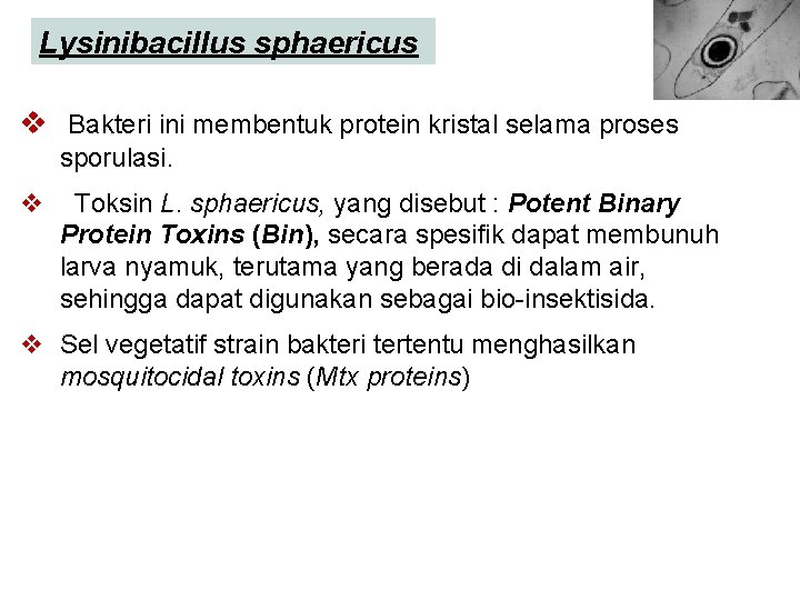 Lysinibacillus sphaericus v Bakteri ini membentuk protein kristal selama proses sporulasi. v Toksin L.