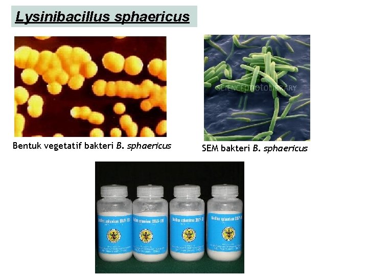 Lysinibacillus sphaericus Bentuk vegetatif bakteri B. sphaericus SEM bakteri B. sphaericus 