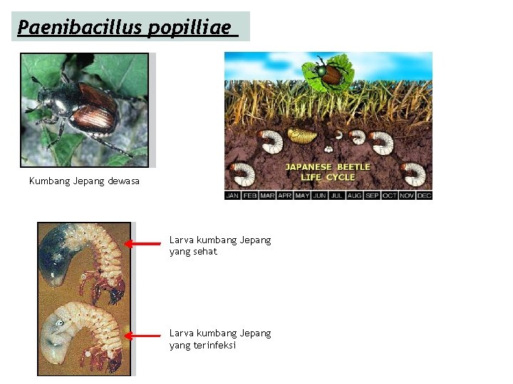 Paenibacillus popilliae Kumbang Jepang dewasa Larva kumbang Jepang yang sehat Larva kumbang Jepang yang