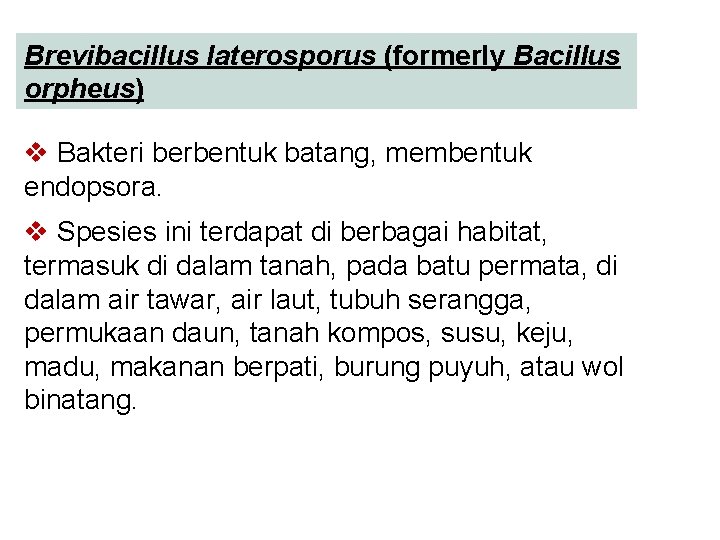 Brevibacillus laterosporus (formerly Bacillus orpheus) v Bakteri berbentuk batang, membentuk endopsora. v Spesies ini