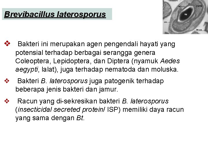 Brevibacillus laterosporus v Bakteri ini merupakan agen pengendali hayati yang potensial terhadap berbagai serangga