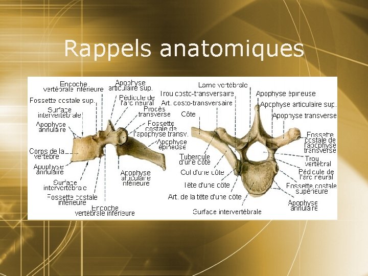 Rappels anatomiques 