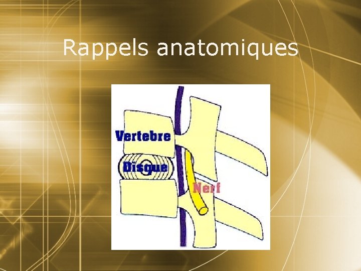 Rappels anatomiques 