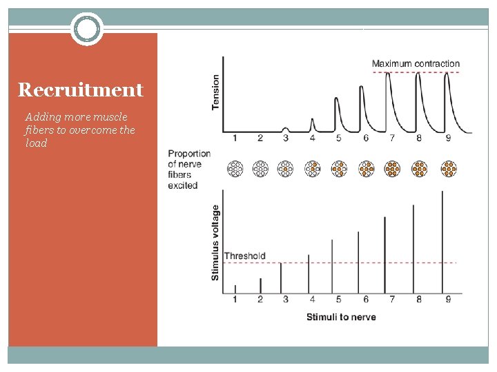 Recruitment Adding more muscle fibers to overcome the load 