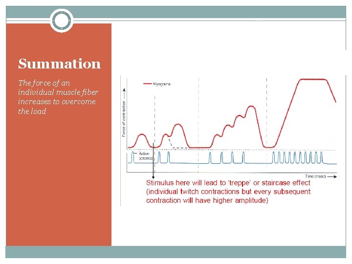 Summation The force of an individual muscle fiber increases to overcome the load 