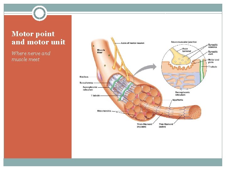 Motor point and motor unit Where nerve and muscle meet 