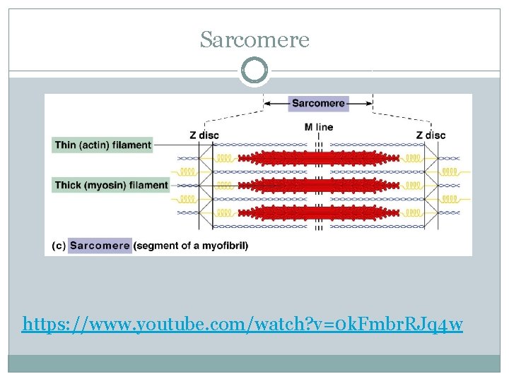 Sarcomere https: //www. youtube. com/watch? v=0 k. Fmbr. RJq 4 w 