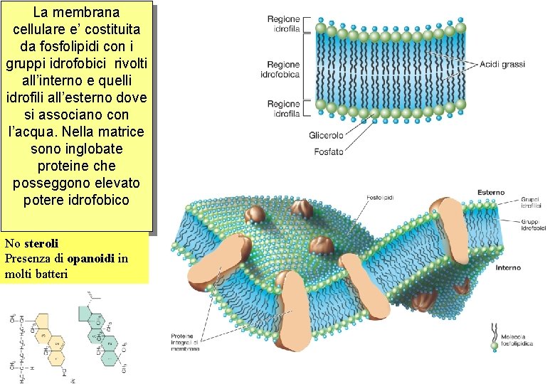 La membrana cellulare e’ costituita da fosfolipidi con i gruppi idrofobici rivolti all’interno e