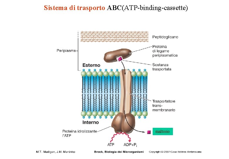 Sistema di trasporto ABC(ATP-binding-cassette) maltosio 