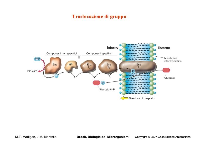 Traslocazione di gruppo 