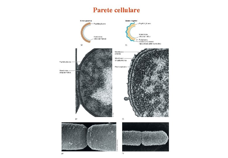 Parete cellulare 