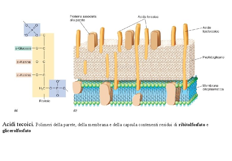 Acidi tecoici. Polimeri della parete, della membrana e della capsula contenenti residui di ribitolfosfato