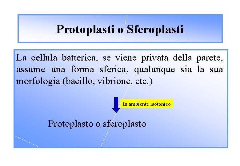 Protoplasti o Sferoplasti La cellula batterica, se viene privata della parete, assume una forma