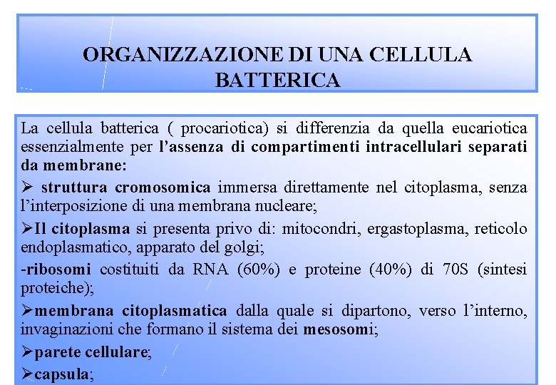 ORGANIZZAZIONE DI UNA CELLULA BATTERICA La cellula batterica ( procariotica) si differenzia da quella