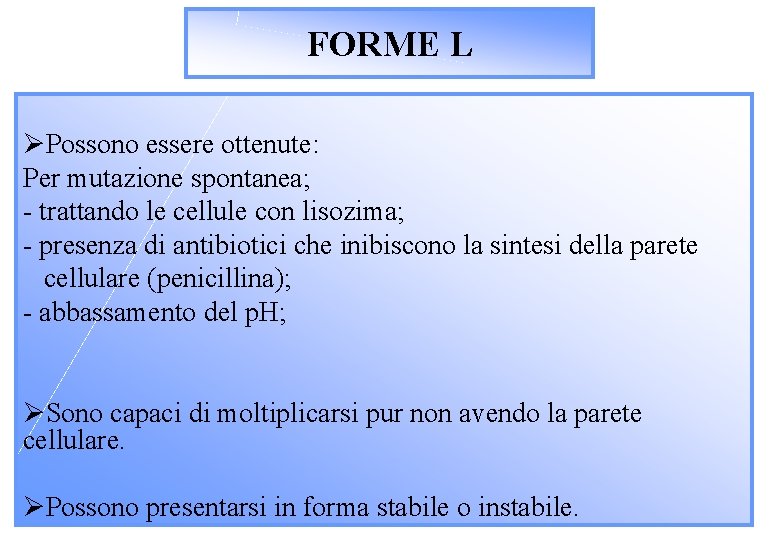 FORME L ØPossono essere ottenute: Per mutazione spontanea; - trattando le cellule con lisozima;