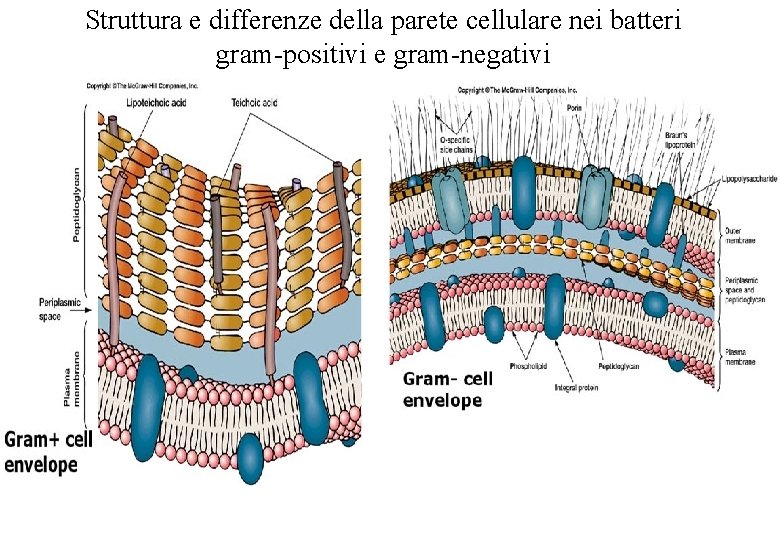 Struttura e differenze della parete cellulare nei batteri gram-positivi e gram-negativi 