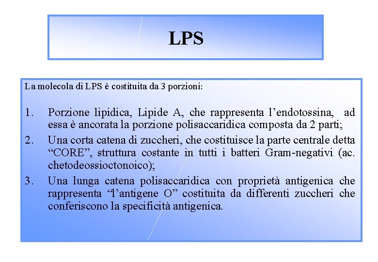 LPS La molecola di LPS è costituita da 3 porzioni: 1. 2. 3. Porzione