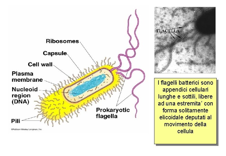 I flagelli batterici sono appendici cellulari lunghe e sottili, libere ad una estremita’ con