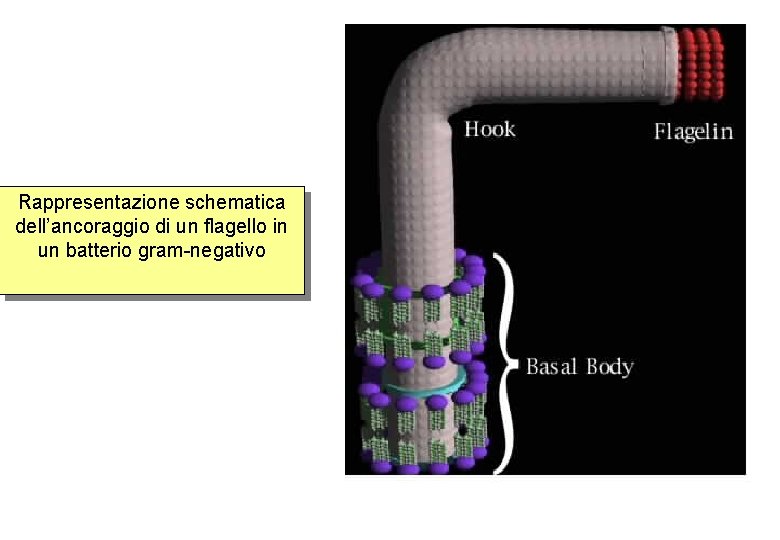 Rappresentazione schematica dell’ancoraggio di un flagello in un batterio gram-negativo 