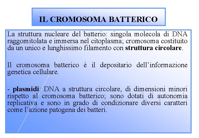 IL CROMOSOMA BATTERICO La struttura nucleare del batterio: singola molecola di DNA raggomitolata e