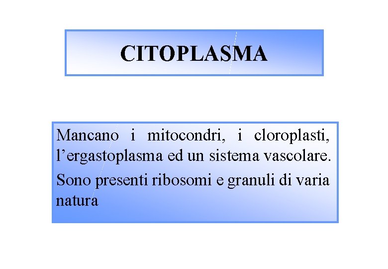 CITOPLASMA Mancano i mitocondri, i cloroplasti, l’ergastoplasma ed un sistema vascolare. Sono presenti ribosomi