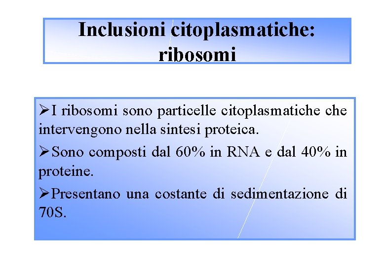 Inclusioni citoplasmatiche: ribosomi ØI ribosomi sono particelle citoplasmatiche intervengono nella sintesi proteica. ØSono composti